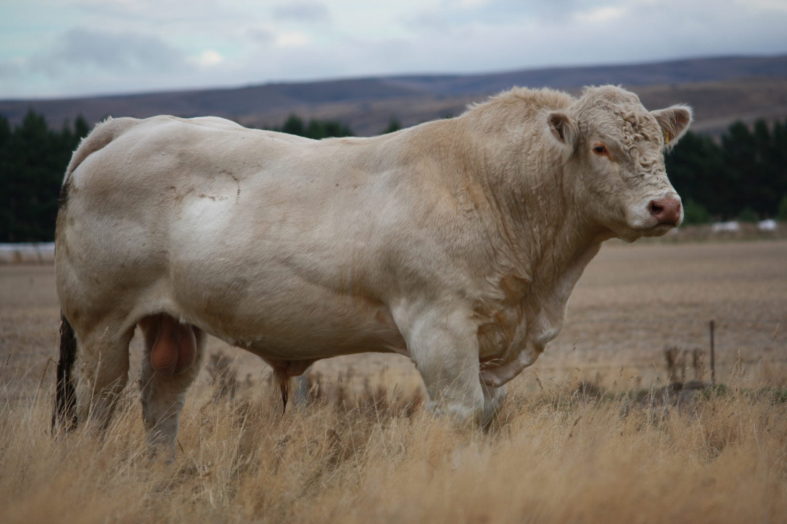 test dana büyük baş hayvan